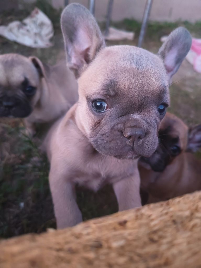 Szczeniaki buldog francuski