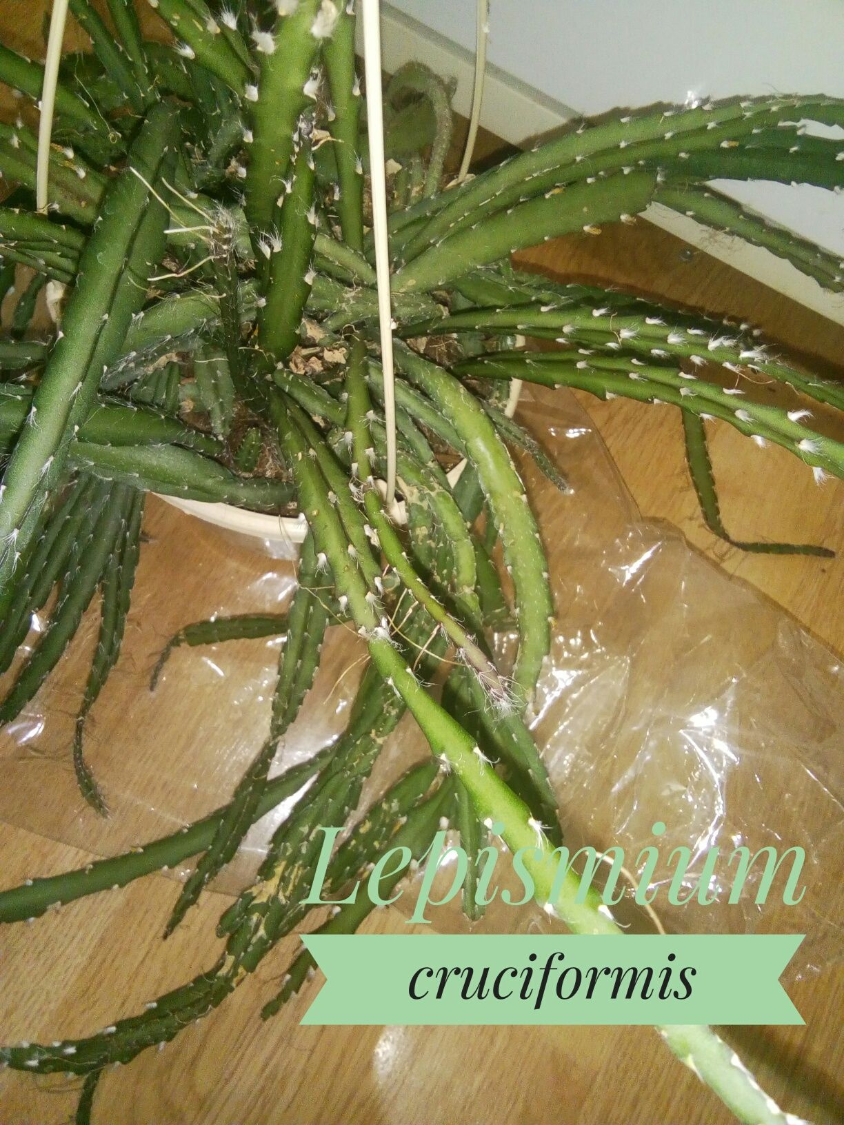 Эпифит кактус Леписмиум крестовидный
 черенок