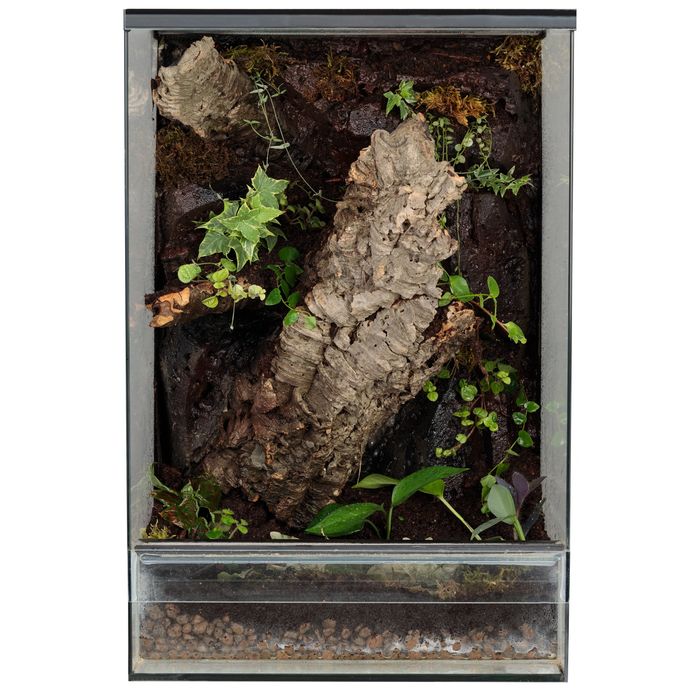 Terrarium tropikalne gekon