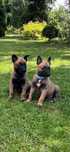 Owczarek Belgijski Malinois