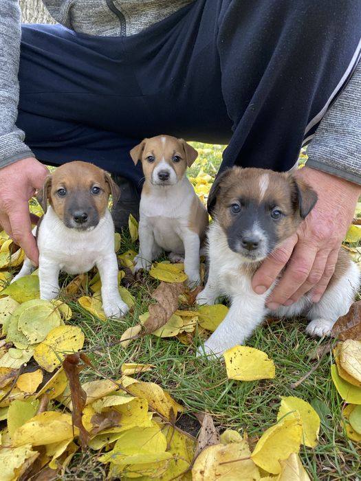 Цуценя фокстерʼєр