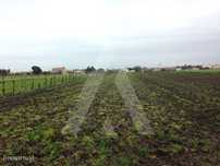Terreno com 2990 m2, em São Bernardo, Aveiro