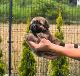 "Hawańczyk hawańczyki  havanese