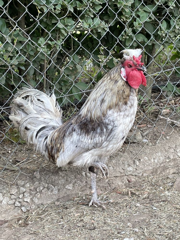 Macho sedosa e macho paduana
