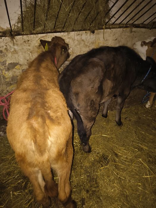 Sprzedam byczki i jalowki