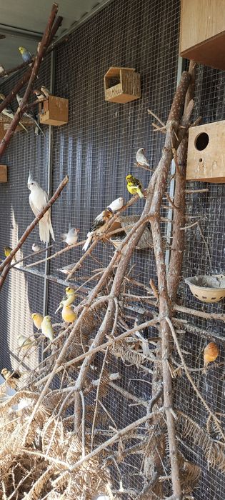 Zeberka Zeberki 2025