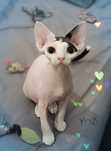 Devon rex Yozi - samo szczęście