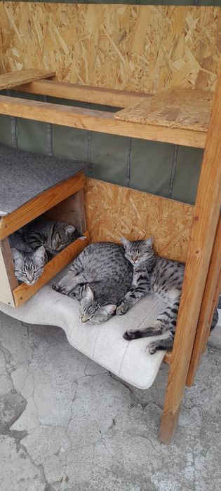Котенка отдам в семью.