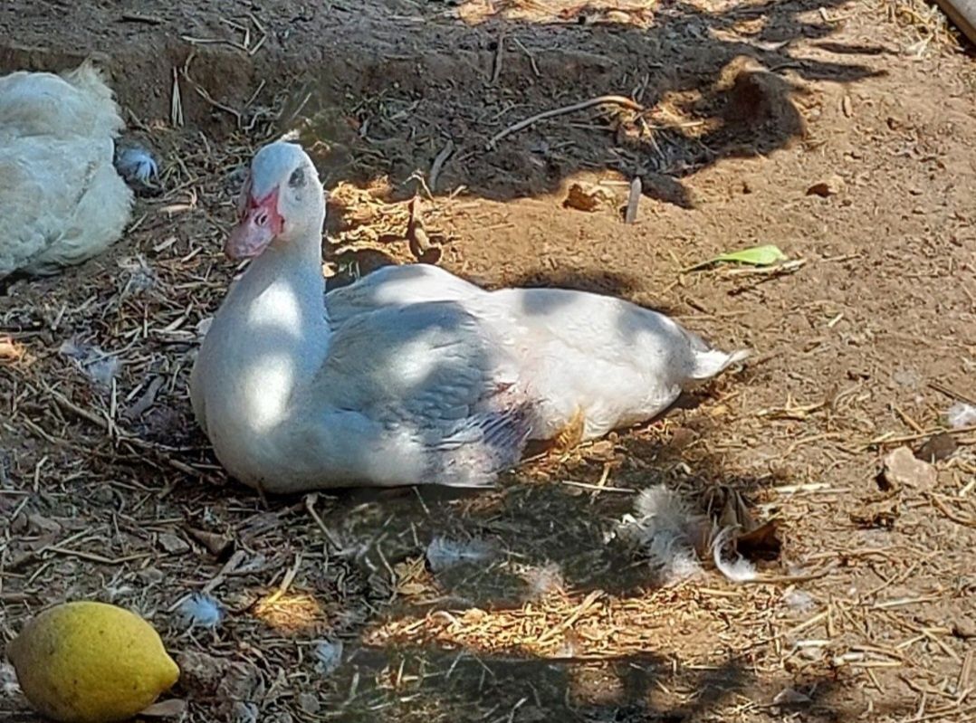 10 patos mudos com 4,5 e com 6,5 meses de idade
