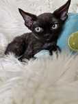 **PIXEL**devon rex kocurek black do rezerwacji