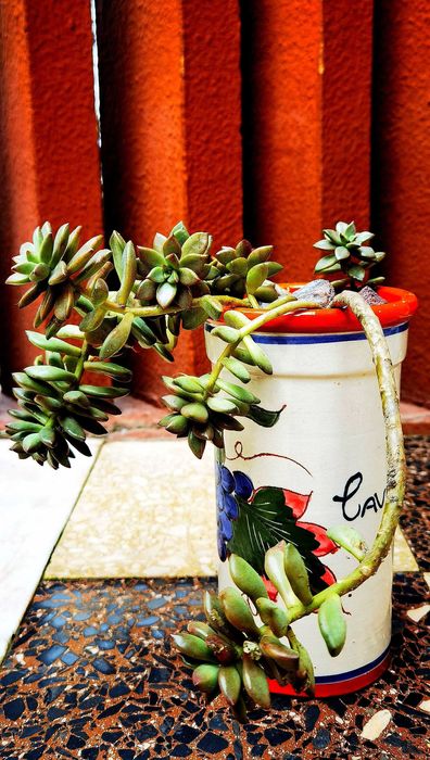 Vasos de plantas com vaso antigo