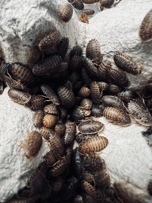 Karaczan argentynski dubia 2-3cm