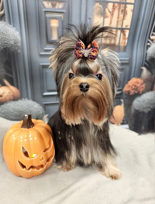 York yorki piesek zkwp fci mini