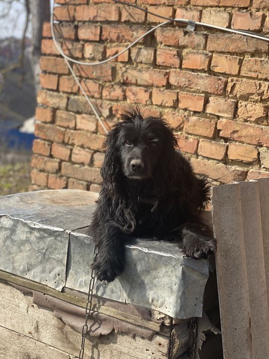 Англійський кокер спаніель