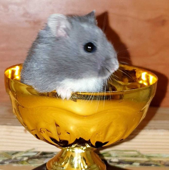 Маленькие ручные джунгарские хомяки черный сапфир. Центр