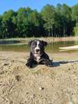 Amstaff suczka czarna