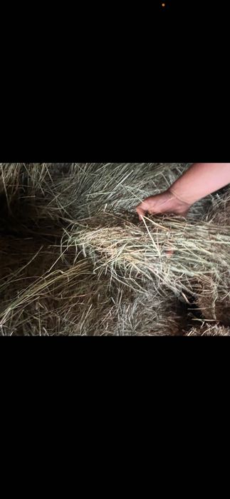 Siano 2025 suche pogodne