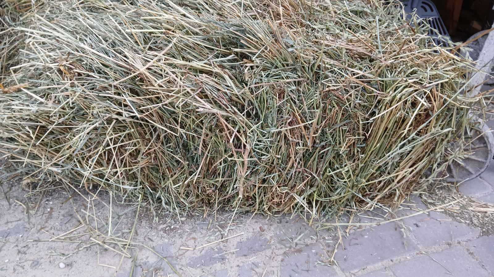 Тюки свіжоскошеного сіна