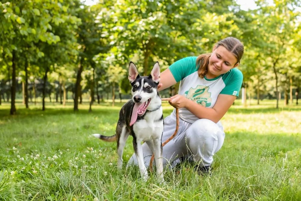 Młodziutki psiak szuka odpowiedzialnego, aktywnego Domu!
