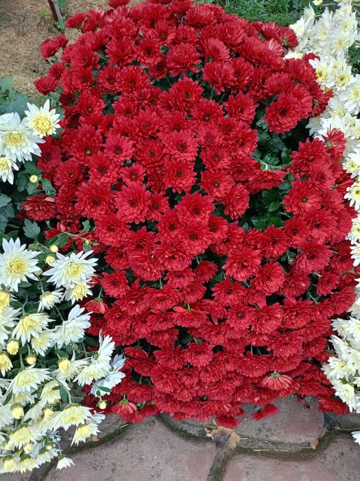 Хризантема Мультифлора