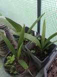 Tamareiras com 15cm
