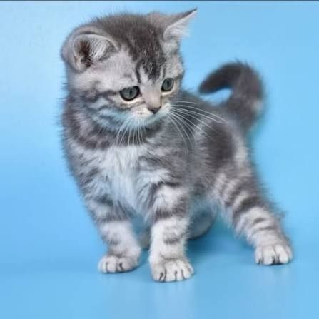 Віскас мраморна котятка супер преміум кошенята