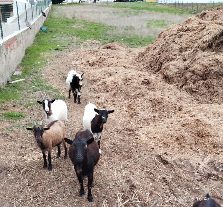 Tenho 3 cabras 1 chibo