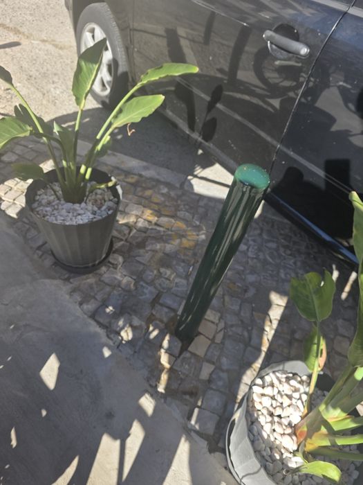Plantas Naturais