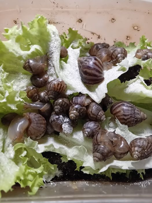 Отдам ахатинских улиток