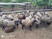 Продаються вівці