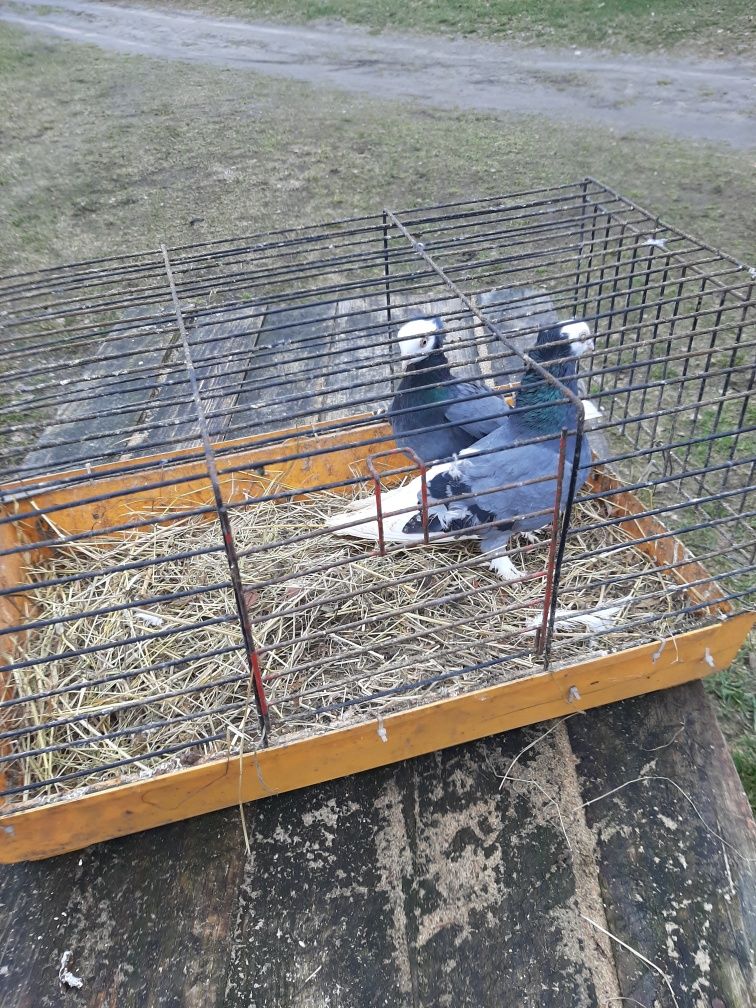 Gołębie ozdobne białogłówki gumeńskie