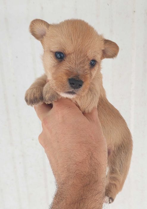 Podengo pequeno português cachorro