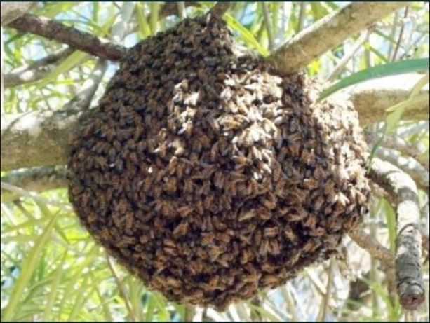 Recolho enxames de abelhas gratuitamente