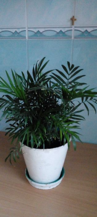 ПАЛЬМА  "Хамедорея""