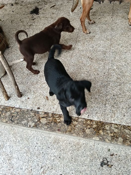 Dou lavrador preto pai puro, mãe traçada de pastor alemão com lavrador