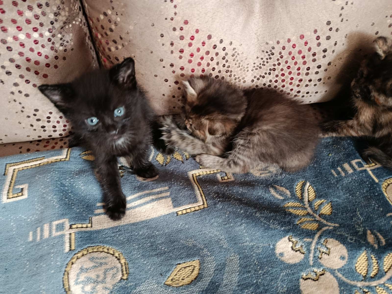 Отдам котят в хорошие руки