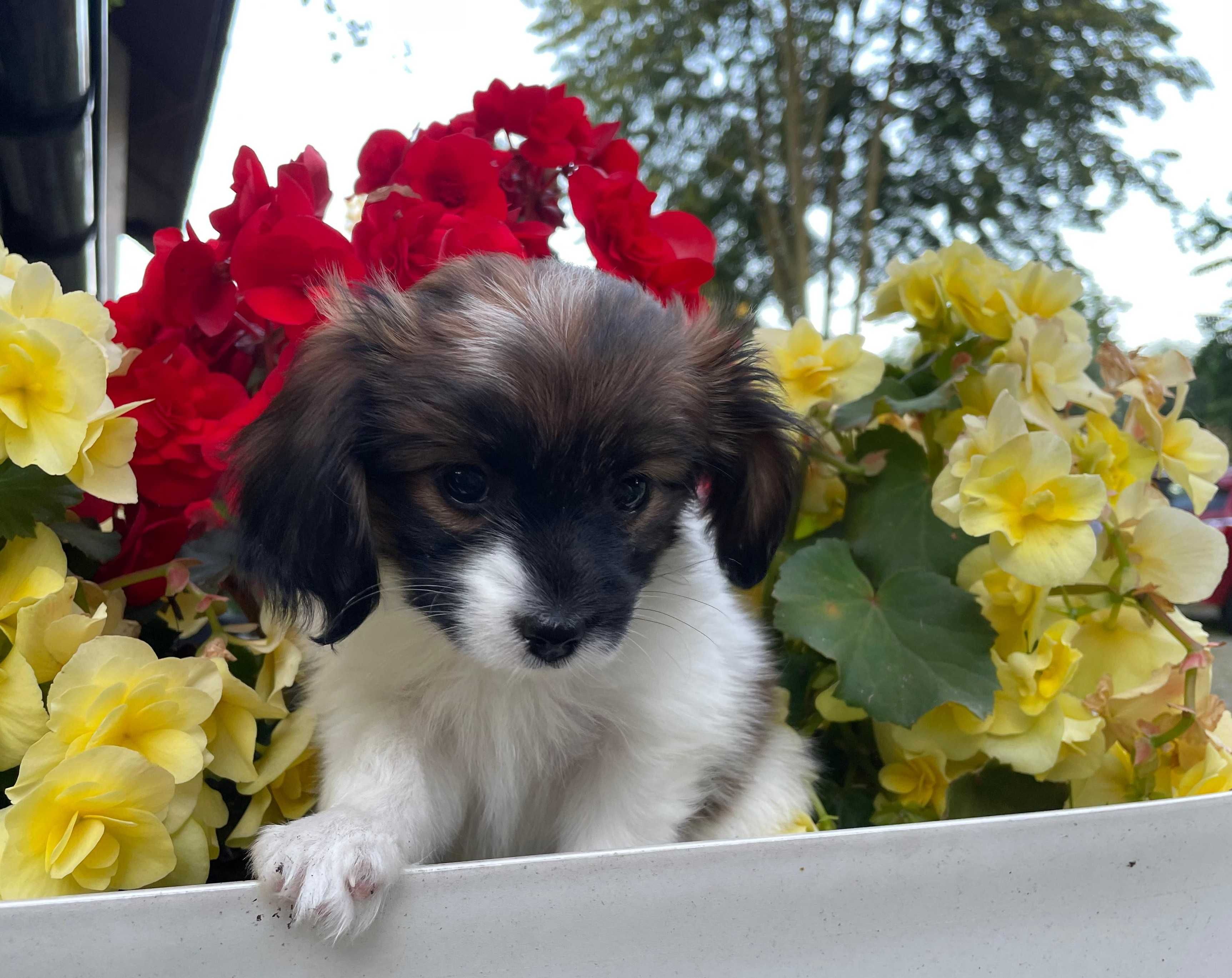 Spaniel kontynentalny miniaturowy, phalene, nie papillon, suczka, ZKwP