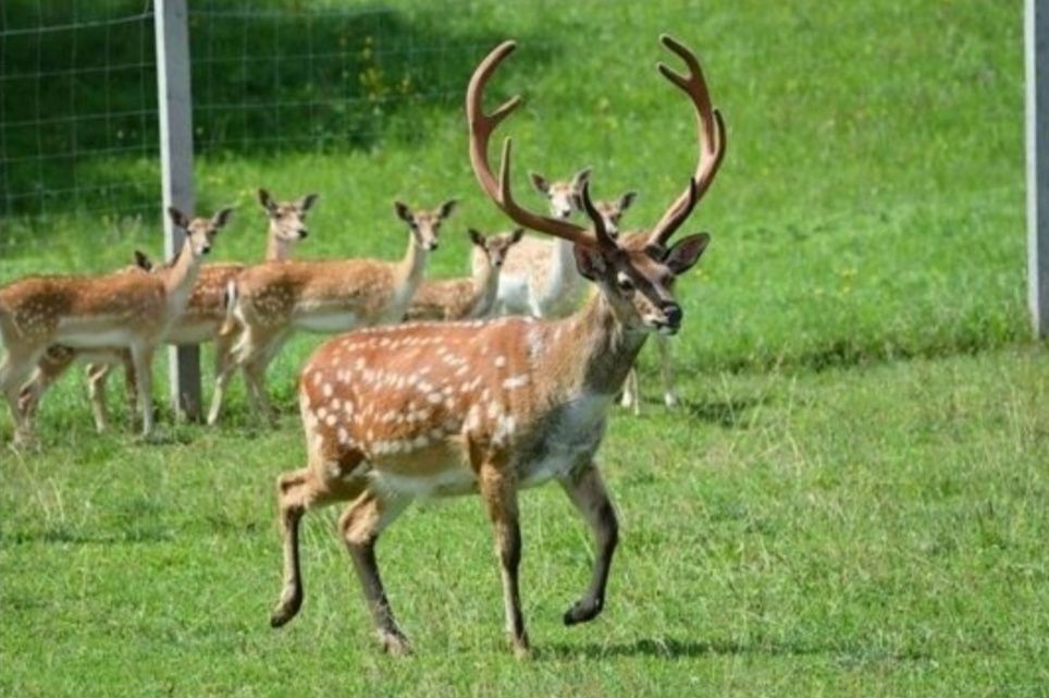 Sprzedam daniele, jelenie sika, byki, łanie