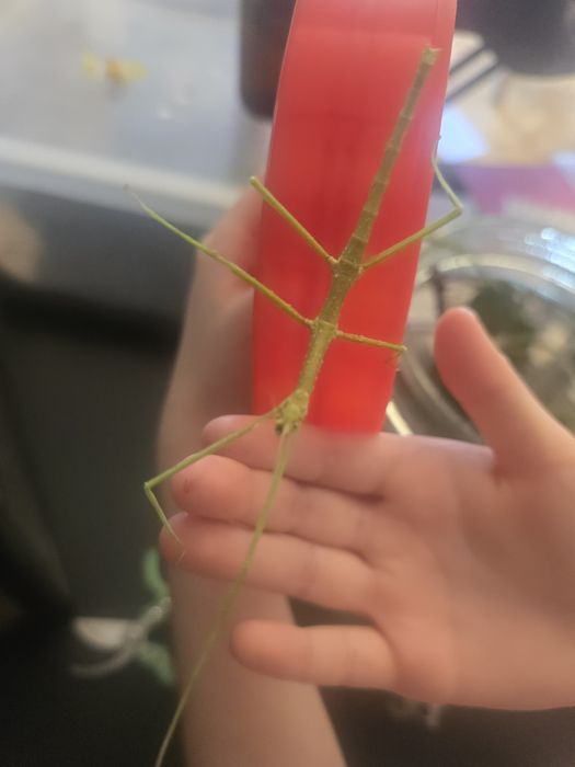 Patyczaki skrzydlate i rogate oddam za darmo Strzelin