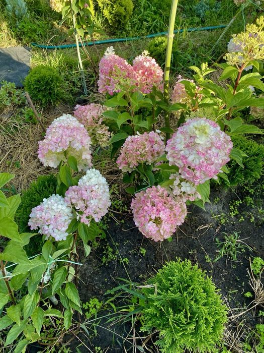 Туя Смарагд Брабант Колумна Даніка Глобоза Ялівець Ялинка Кипарисовик