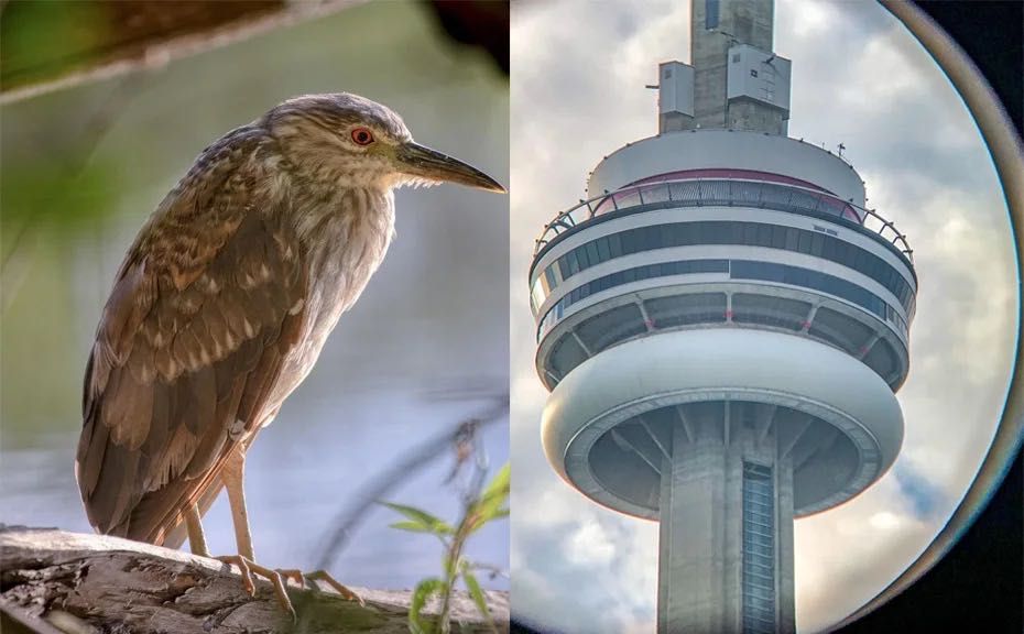 Бінокль Svbony SV206 10x50 Porro