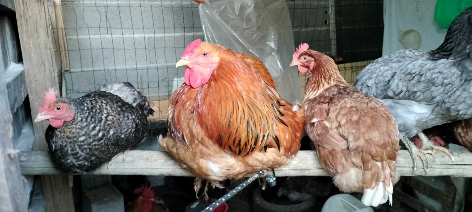 Vendo galinhas e galos