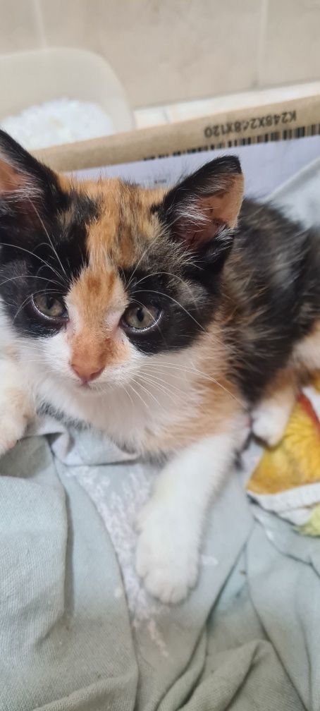 Gatinha (pensamos ser) para adoção