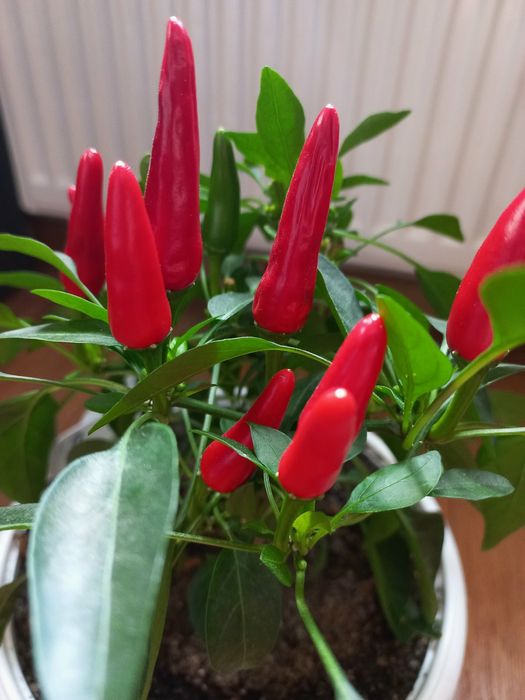 Перец горький острый семена