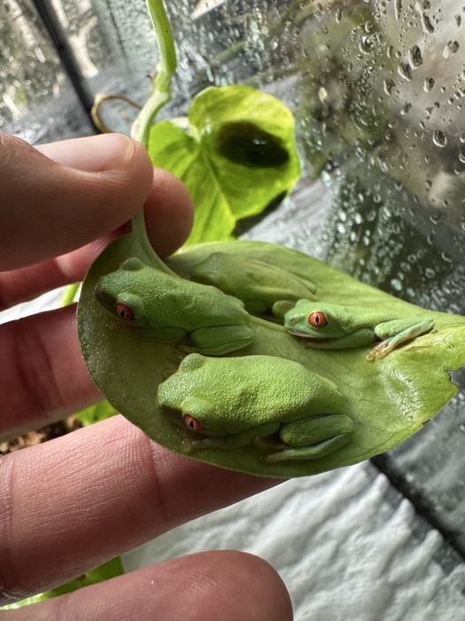 Chwytnica czerwonooka Agalychnis callidryas