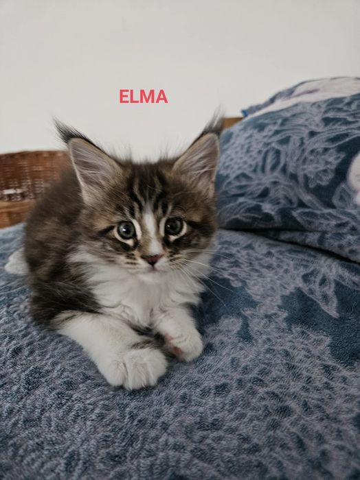 Piękna kotka Maine Coon