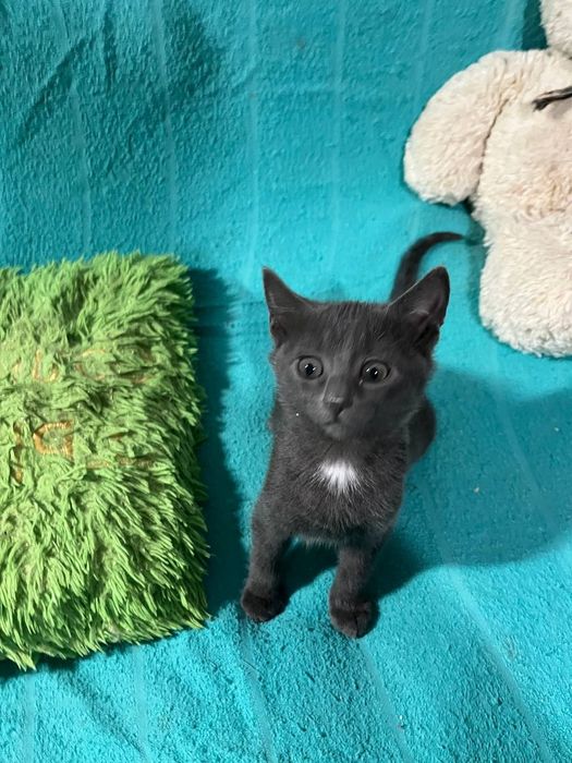 Отдам даром в добрые руки серого котенка