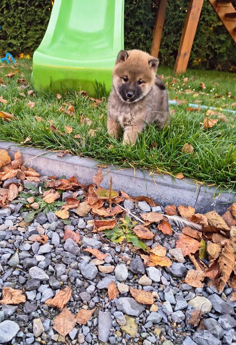 Cudny piesek shiba inu
