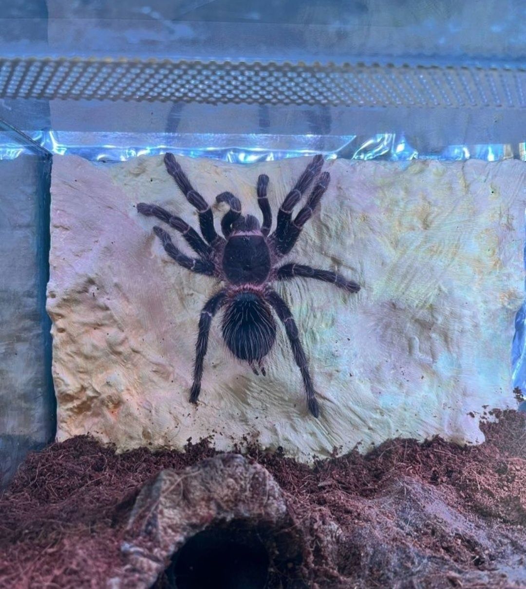 Lasiodora Parahybana