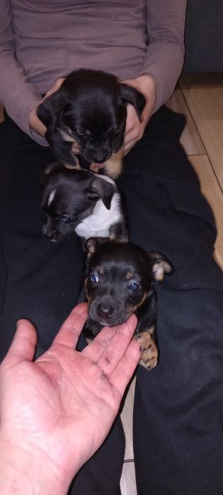 Szczeniaki szukają domku